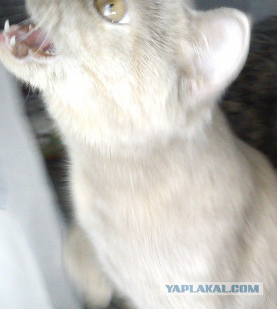 Котовторник 01.04.2014