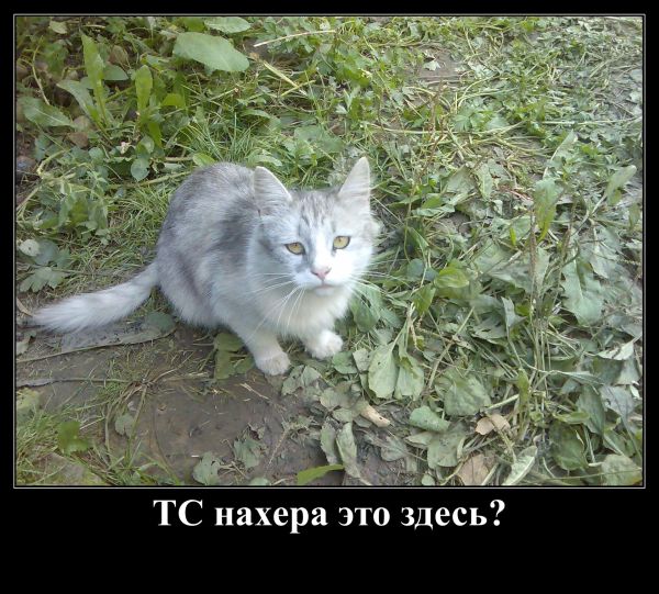 Украмериканцам не смотреть!