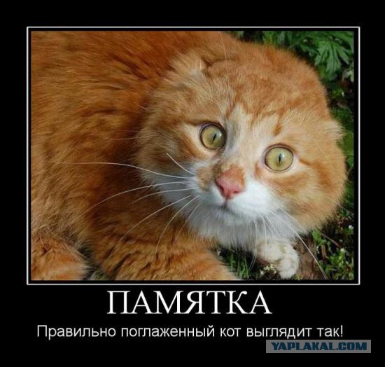 Веселое из сети