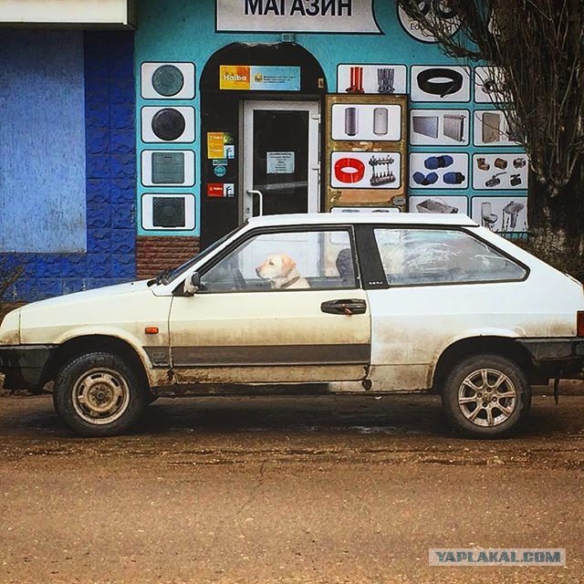 Настоящий крик души выглядит именно так