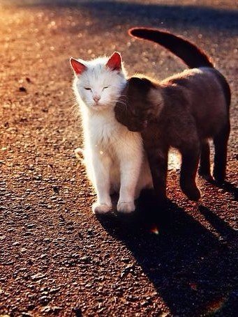 Коты из сети
