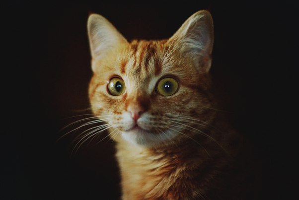 Коты и Кошки
