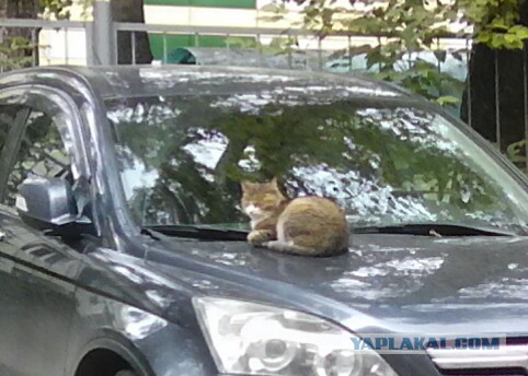 Котовторник 19.09.2017