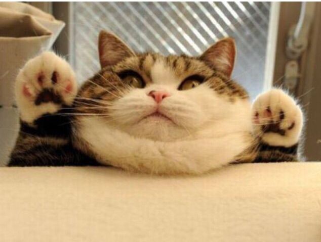 Коты и Кошки
