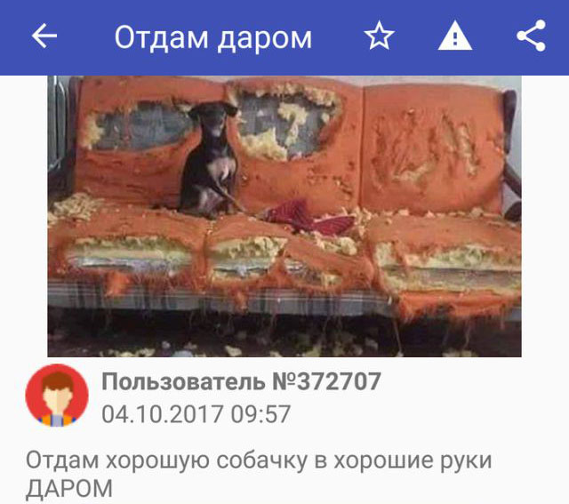Подборка забавных животных