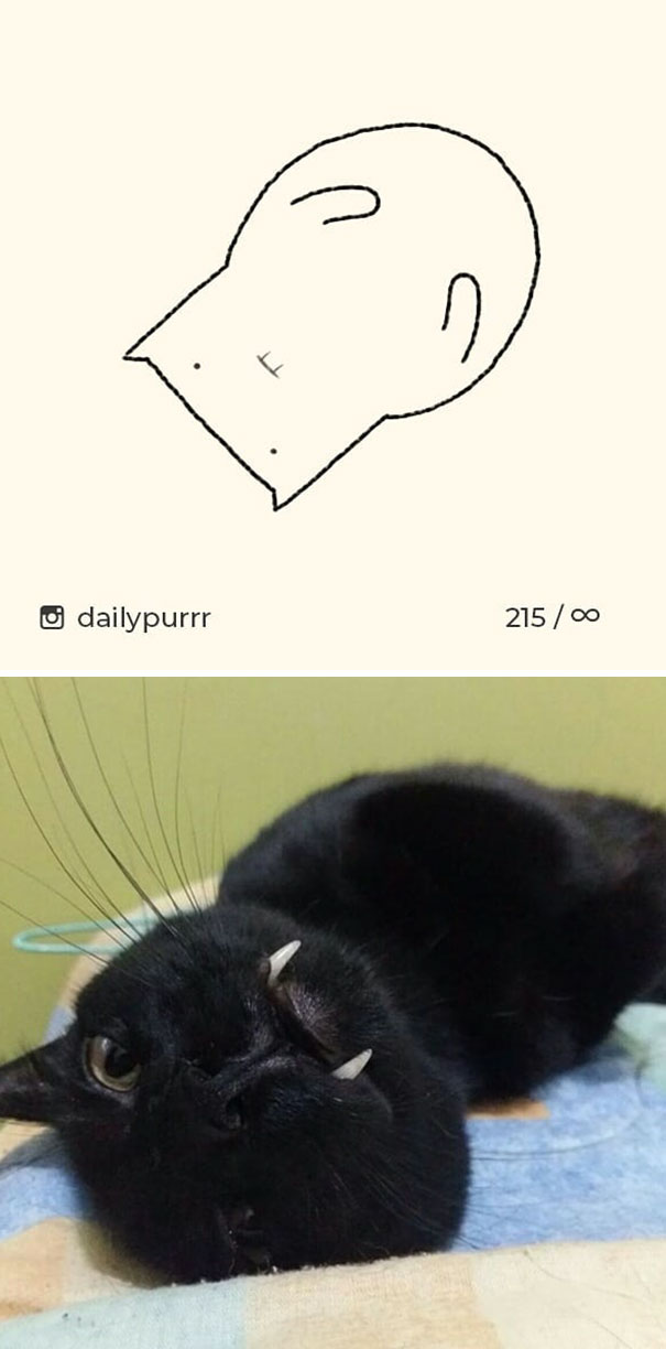 Неадекватные коты