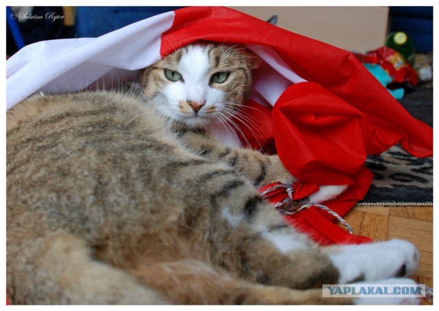 Котовторник в ЯПонии (58 фот)
