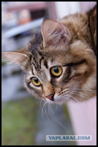 Котовторник (13.01)