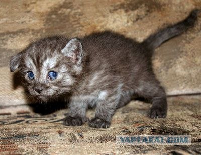 Котовторник (24.03)