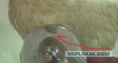 Распорядок кота на неделю