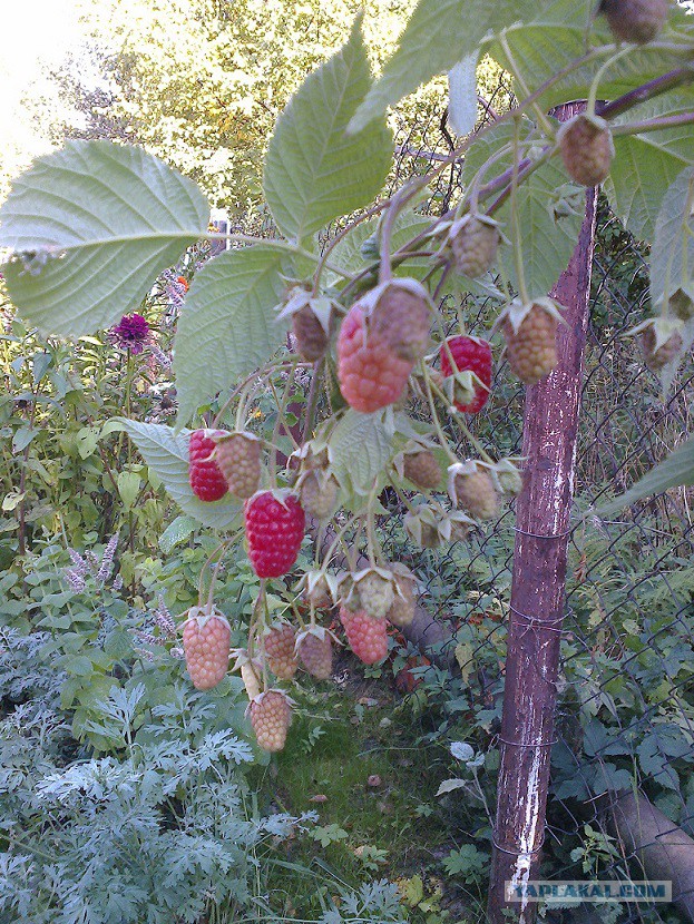 Я лучше куплю, говорят они