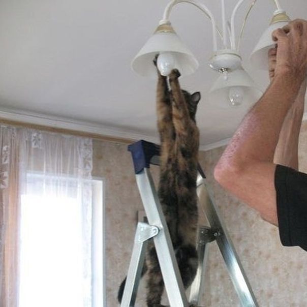 Хорошие новости из Барнаула: суд оправдал кота, подозреваемого в краже электричества