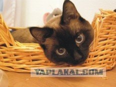 Котовторник, для любителей кошек