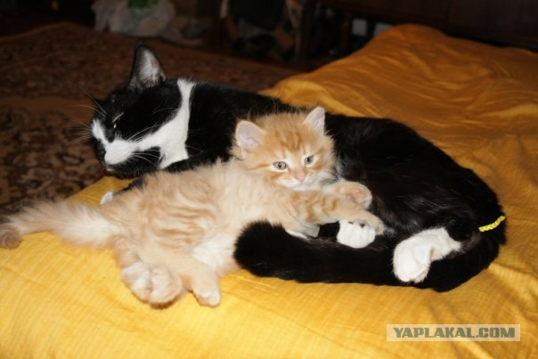 Котовторник 22.11.11