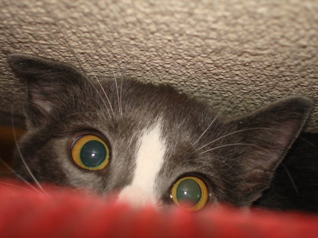 Котовторник (10.01.2012)