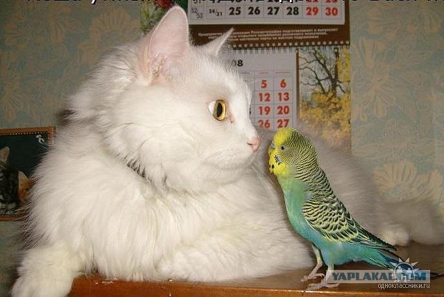 Котовторник! 13.03.2012