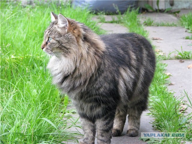 Котовторник 07.08.2012