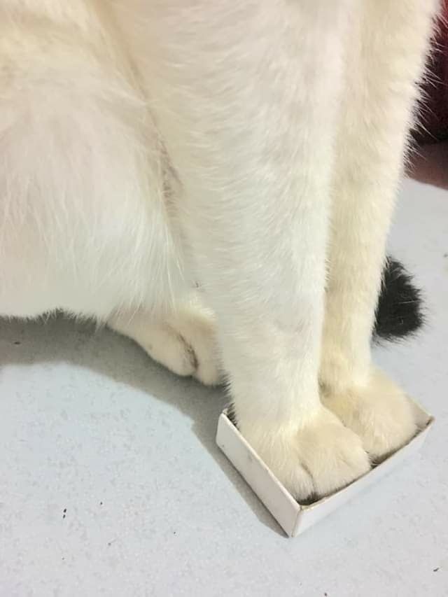 Прикольных котов пост
