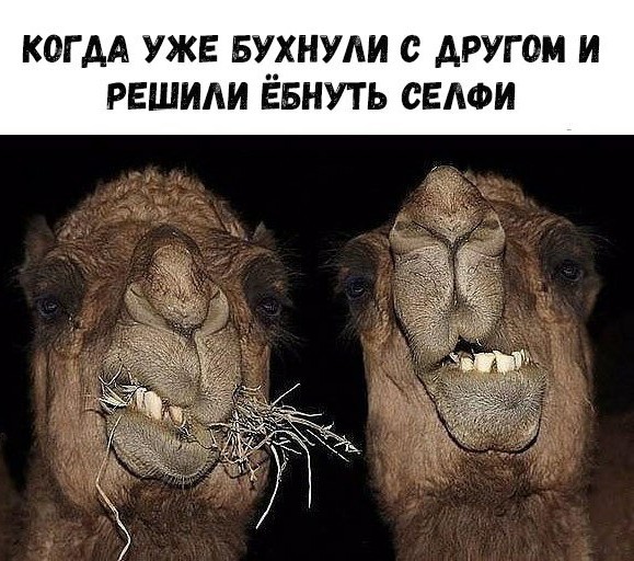 Традиционный Алкотрип