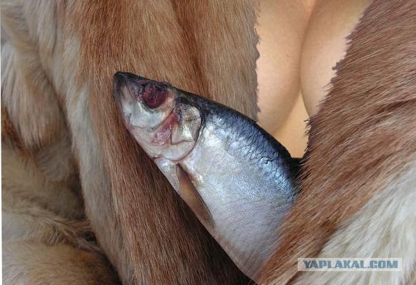 прикольные продукты
