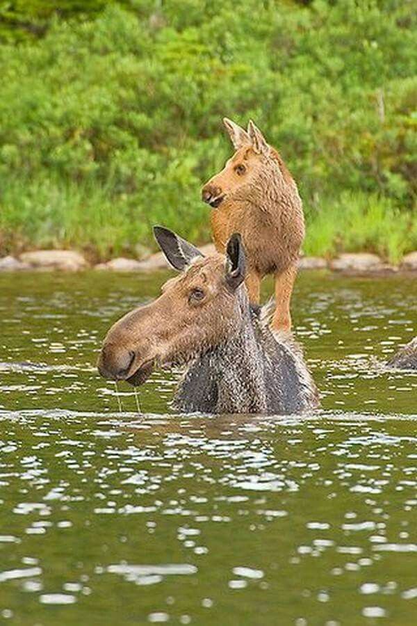 Мамы с детёнышами