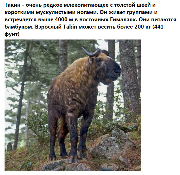 Фото-винегрет. Картинки ниапчём и обо всём