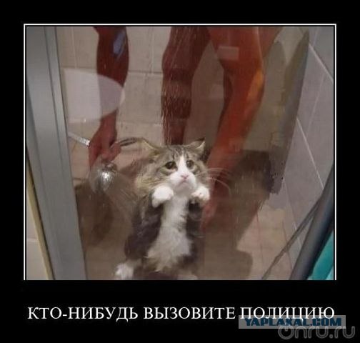 Водоплавающий кот