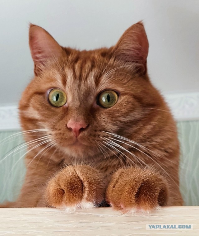 Котовторник. Моему мультяшке 1 год
