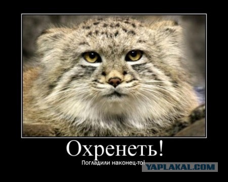 Погладь манула! Погладь манула сцуко!
