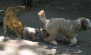 Паровозик.