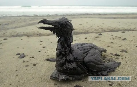 Крупнейший разлив мазута в море. И это не Черное