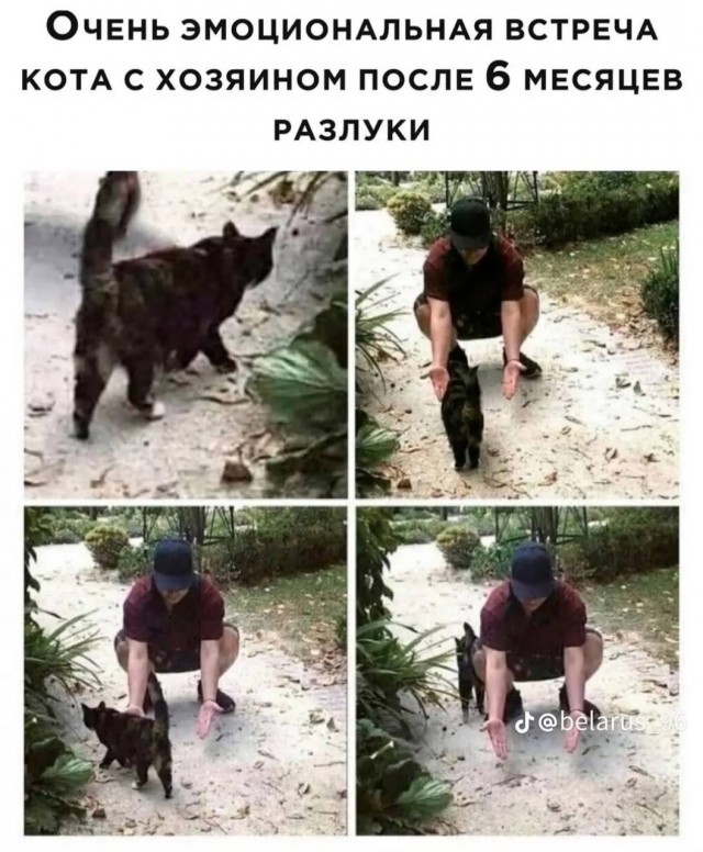 К котовторнику: подборка картинок-баянов с котиками и про котиков. Выпуск 3.