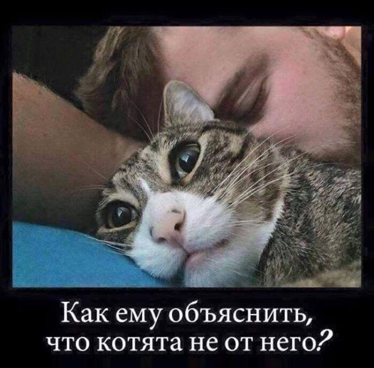 Вопрос кошатникам.