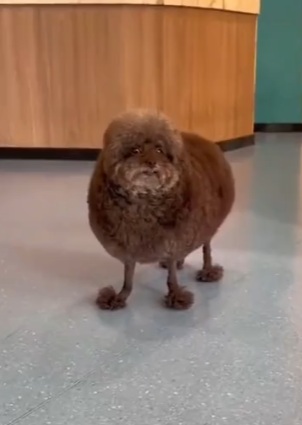 Когда хозяин идиот