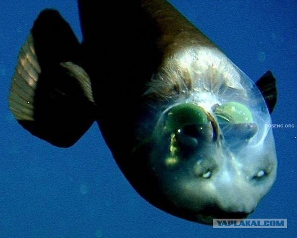 Ужасы морей и океанов