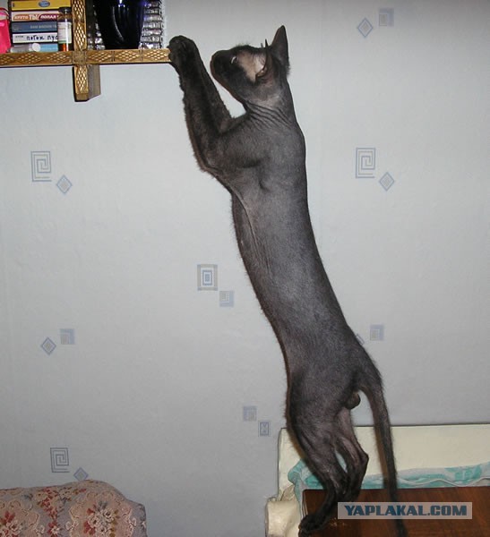 Преданный котик