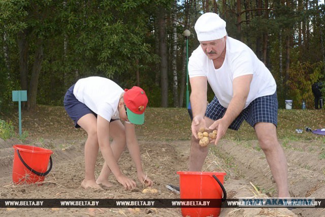 Ничего необычного: Бацька копает картошку