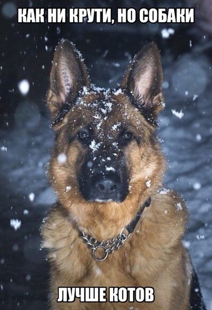 Картинки и прочее