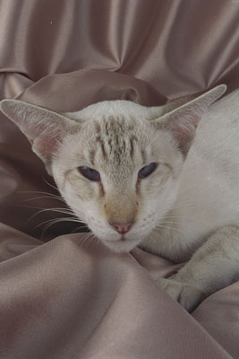 Коты, кошки, котята