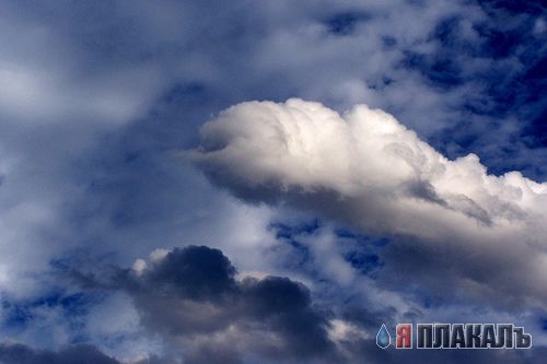 Эта сексуальная природа. РАСТЕНИЯ, ПЕЙЗАЖИ