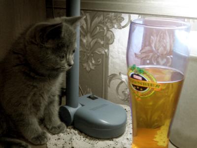 Коты, кошки, котята