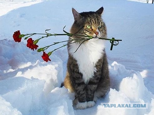 Вся суть котов...