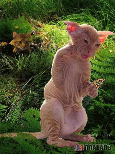 Коты, кошки, котята