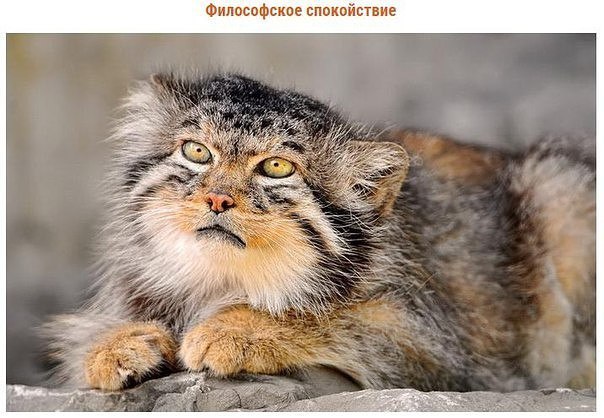Мохнатые беспредельщики