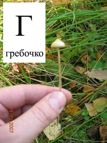 Фотожаба: Звериная азбука