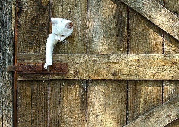Прикольные животные