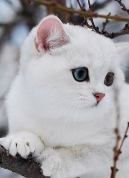 Коты из сети