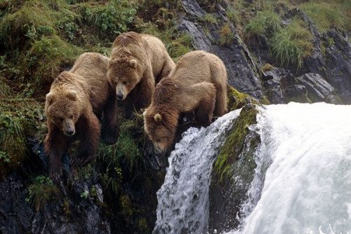 Самые смешные животные