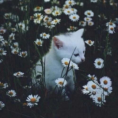 Коты и Кошки
