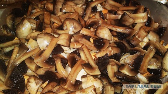 International одной книги., В память о Дженибеке.